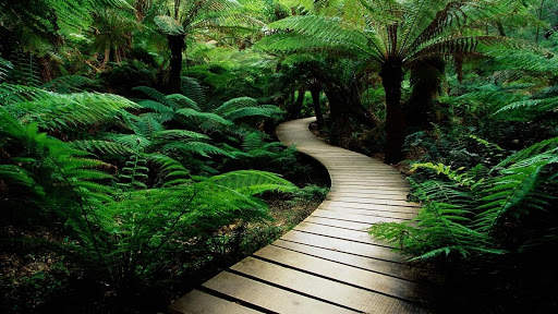 Rainforest Wallpaper screenshot 2