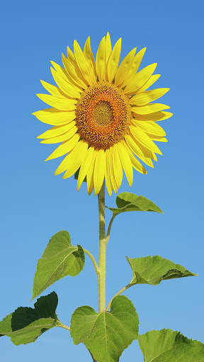 Sunflower Wallpaper HD screenshot 4