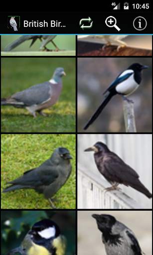 British Birds screenshot 2