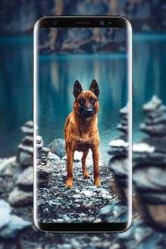 Malinois Wallpaper : Belgian Malinois 2020 screenshot 7