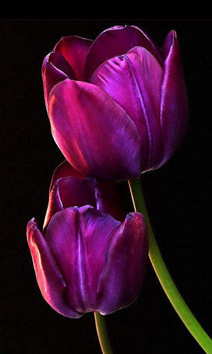 Flower Tulip HD screenshot 5