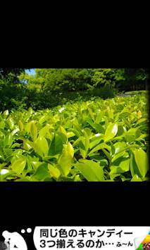 Kuc.Picasa (photo viewer) screenshot 2