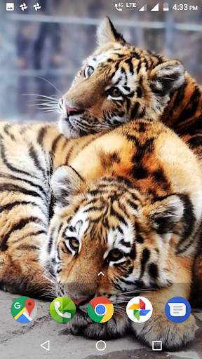Tiger Wallpapers HD 3 تصوير الشاشة