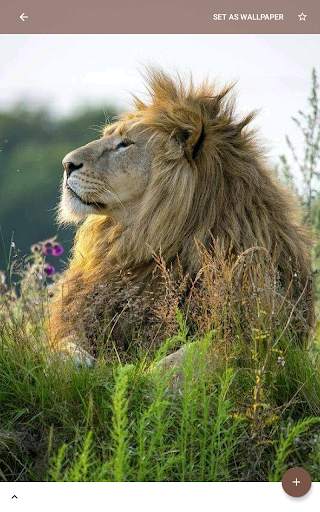 Animal and Birds Wallpapers स्क्रीनशॉट 12