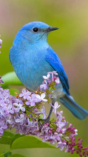 Bird Wallpapers HD screenshot 2