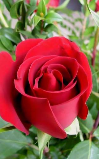 Rose Wallpaper HD screenshot 5