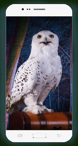 Owl Wallpaper HD screenshot 5