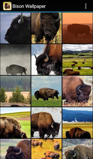 Bison Wallpaper screenshot 2