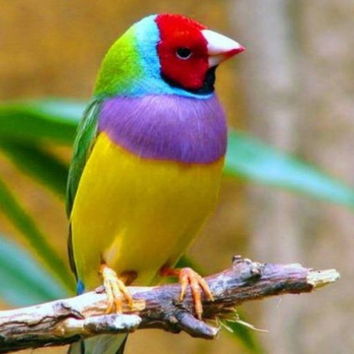 Bird Wallpaper icon