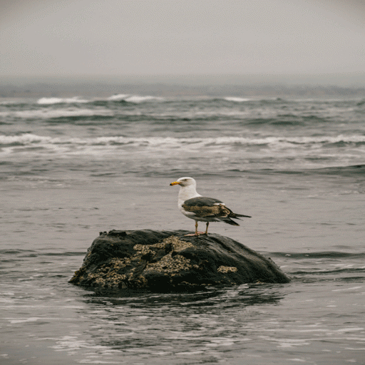 Alone Bird Live Wallpaper icon
