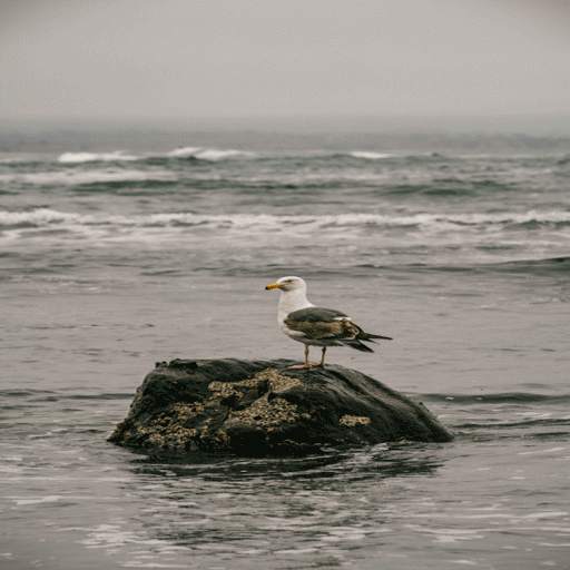 Alone Bird Live Wallpaper 3