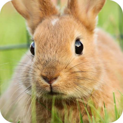 Rabbit Wallpaper 1.01