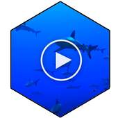 Sharks HD Video Wallpaper 1.0