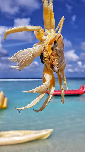 Crab Wallpapers screenshot 3