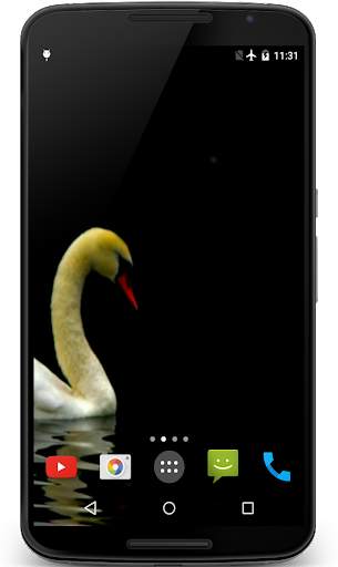 Swan Video Live Wallpaper screenshot 1