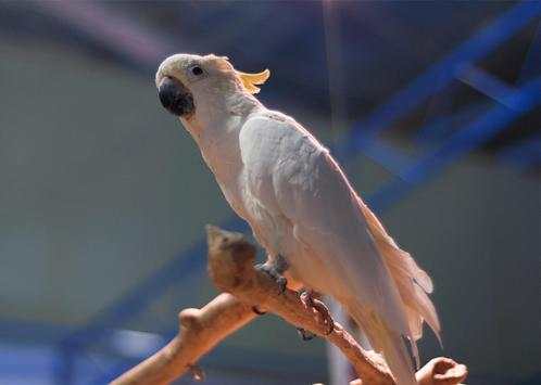 Cockatoo Bird Wallpaper HD screenshot 1