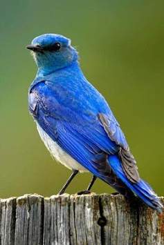 Bird Sounds Ringtone screenshot 3