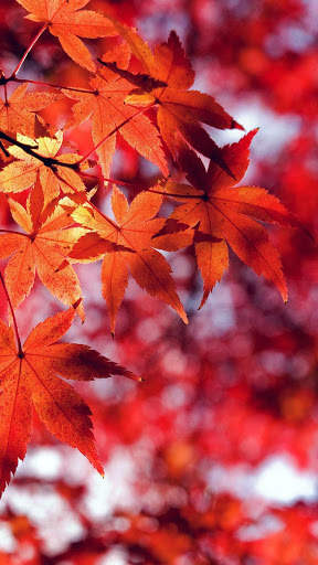Autumn Wallpapers | hd backgrounds screenshot 8