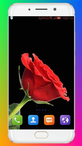 Red Rose Wallpaper screenshot 15