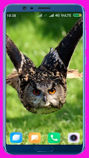 Owl Wallpaper screenshot 1