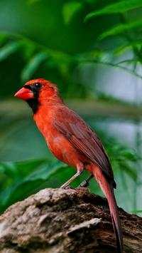 Beautiful Birds Wallpapers HD2 screenshot 2