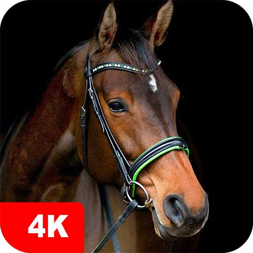 Horse Wallpapers 4K 5.7.7