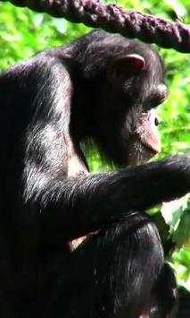Chimp live wallpaper screenshot 3