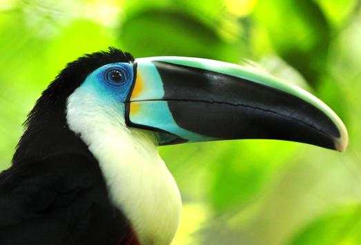 Toucan Bird Live Wallpaper screenshot 2