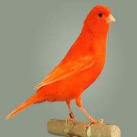 Canary icon