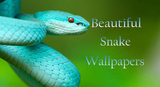 Snake Wallpaper HD screenshot 1