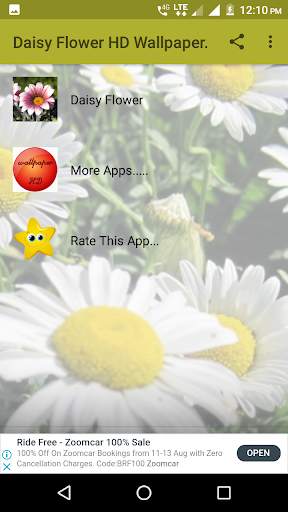 Daisy Flower HD Wallpaper скриншот 1