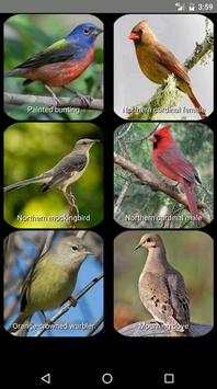 Bird Sounds screenshot 2