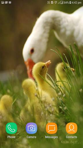 Chicks Wallpapers screenshot 4