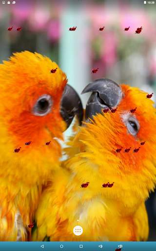 Love Birds Live Wallpaper screenshot 15
