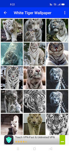 White Tiger Wallpaper Hd screenshot 7