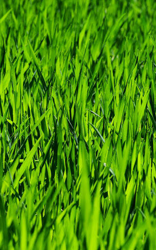 Green Wallpapers | hd backgrounds screenshot 15