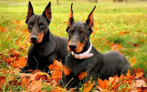 Doberman Wallpaper: backgrounds hd screenshot 9
