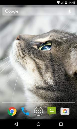 Wallpaper Cat screenshot 1