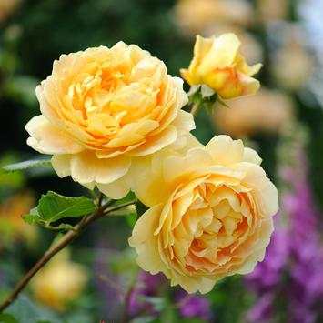 Beautiful Roses screenshot 2