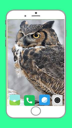Predator Birds Full HD Wallpaper скриншот 11