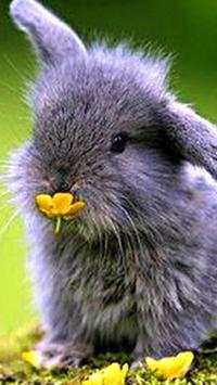 Rabbits Wallpapers screenshot 11