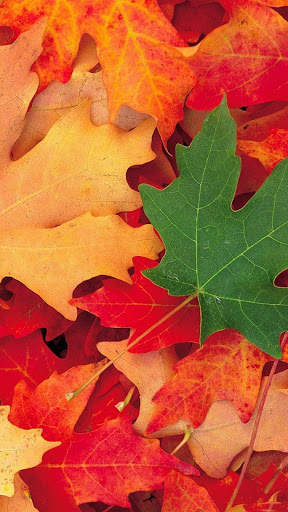 Leaf Full HD Wallpaper screenshot 16