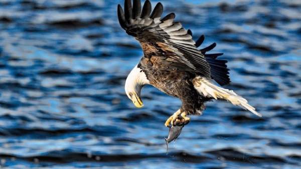 Eagle. Birds Live Wallpapers screenshot 7
