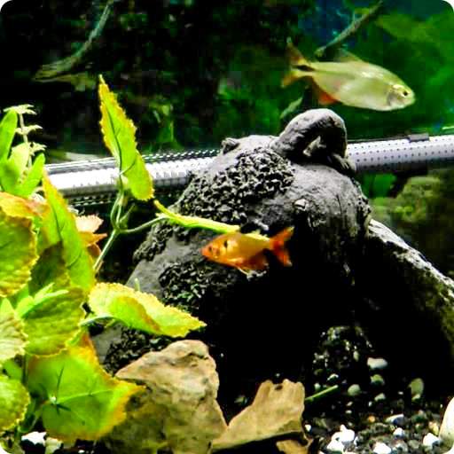 Fish Live Wallpaper HD 2 2.0
