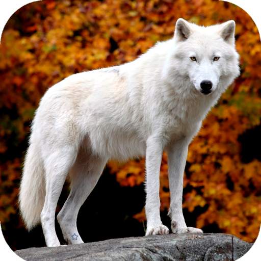 Wolf Wallpaper HD 1.03