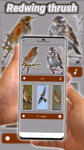 thrush birds screenshot 7