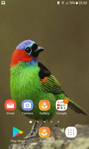 Colorful Bird Live Wallpaper screenshot 2