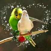 Birds Wallpapers HD Cards