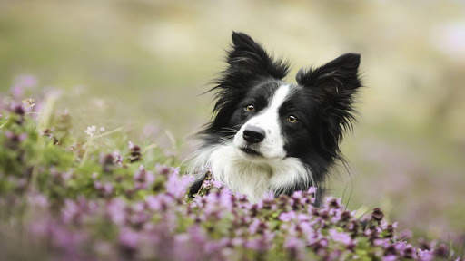 🐕 Border Collie Wallpapers – Cute Dog Wallpaper screenshot 10