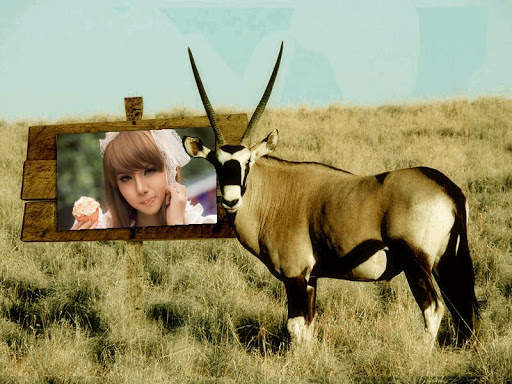 Animal Photo Frames screenshot 6